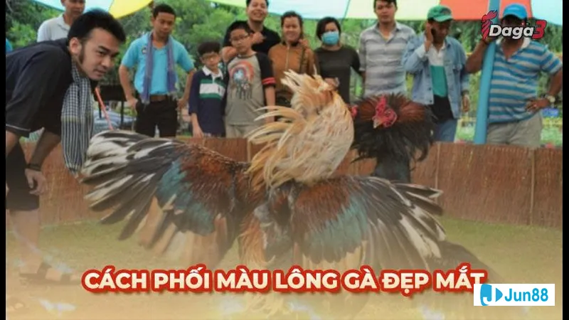 mẫu lông gà với sắc màu đa dạng Mẫu lông gà với sắc màu đa dạng