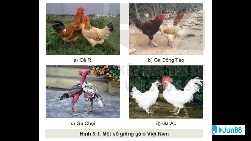 Tính cách và khả năng thi đấu
