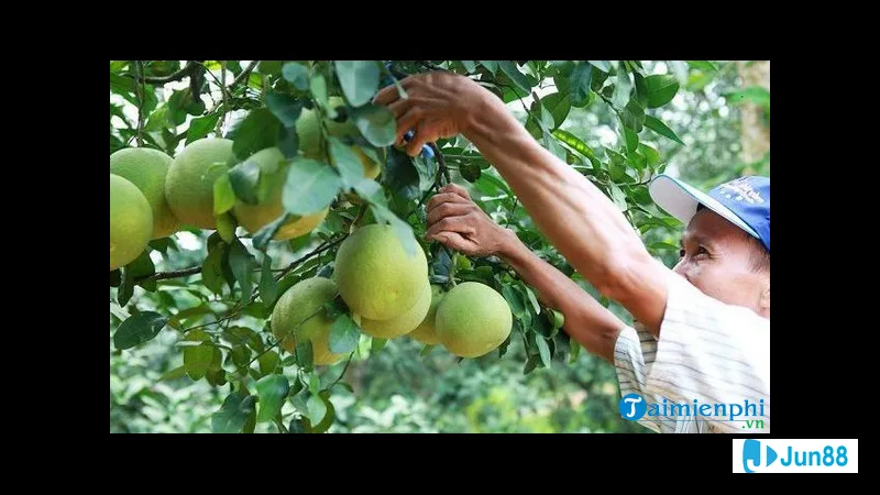 Ý nghĩa chung của giấc mơ thấy trái Ý nghĩa chung của giấc mơ thấy trái