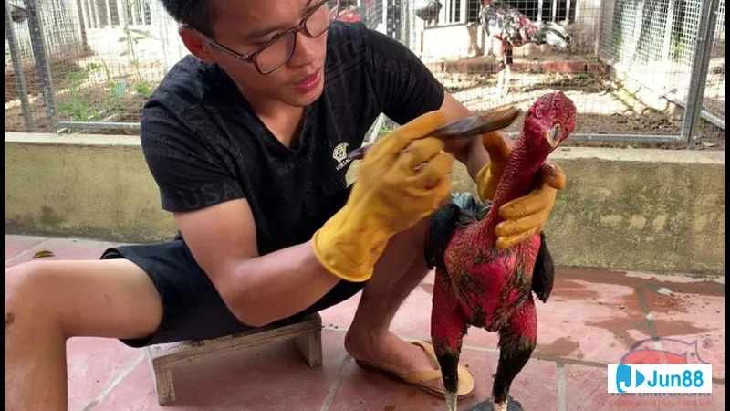 Gà đòn xuất hiện trong bài viết về Gà đòn xuất hiện trong bài viết về