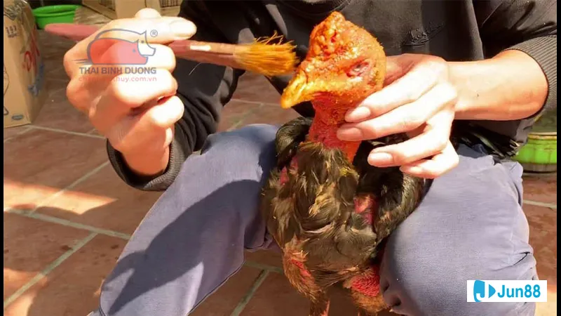 Chăm sóc gà đòn hiệu quả Chăm sóc gà đòn hiệu quả